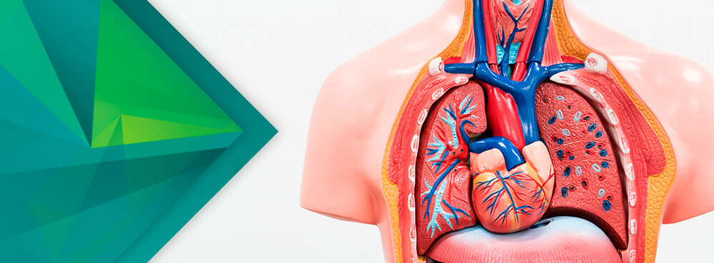 HUMAN ANATOMICAL WASTE MEANING IN BENGALI visual data 4